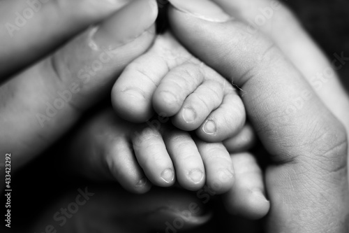 Children's feet in hold hands of mother and father on white. Mother, father and newborn Child. Happy Family people concept. Black and white.
