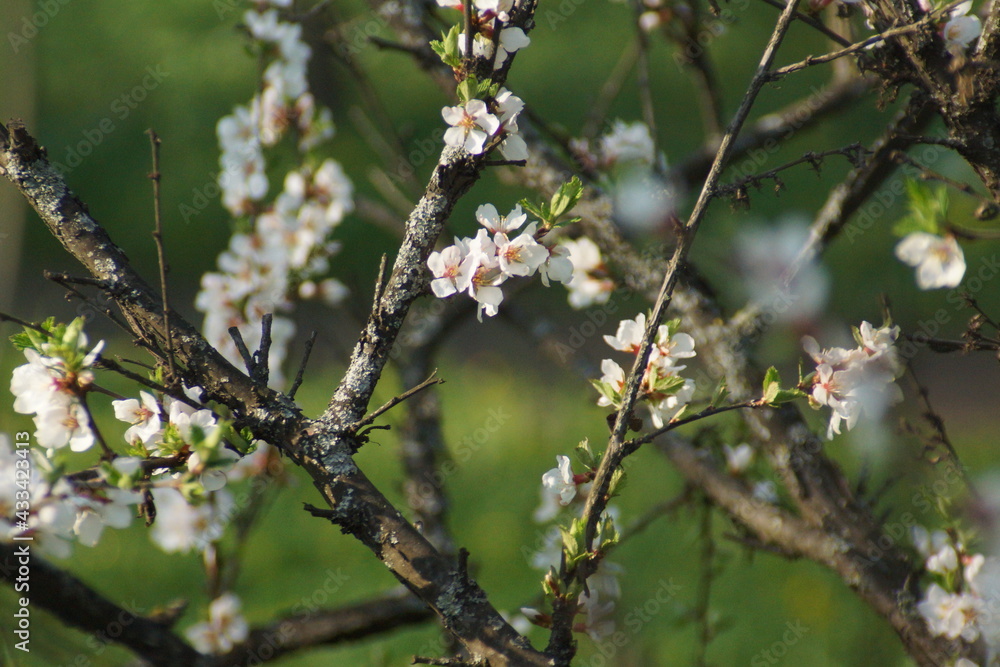 spring, tree, flower, nature, blossom, branch, white, green, plant, flowers, cherry, sky, bloom, leaf, season, blue, garden, beauty, apple, growth, flora, macro, petal, bud, floral,sakura spring, tree, flower, nature, blossom, branch, white, green, plant, flowers, cherry, sky, bloom, leaf, season, blue, garden, beauty, apple, growth, flora, macro, petal, bud, floral,sakura