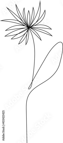 Continuous line Aster floral drawing, (Astereae) September birth flower, vector