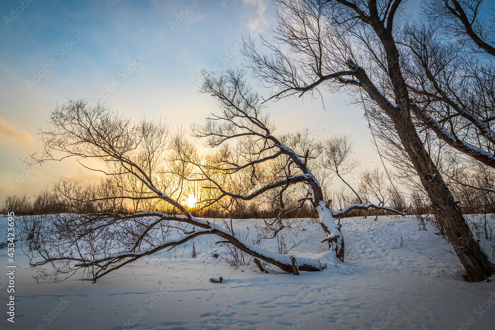 Fototapeta premium Winter sunrise over the frozen river and bare trees