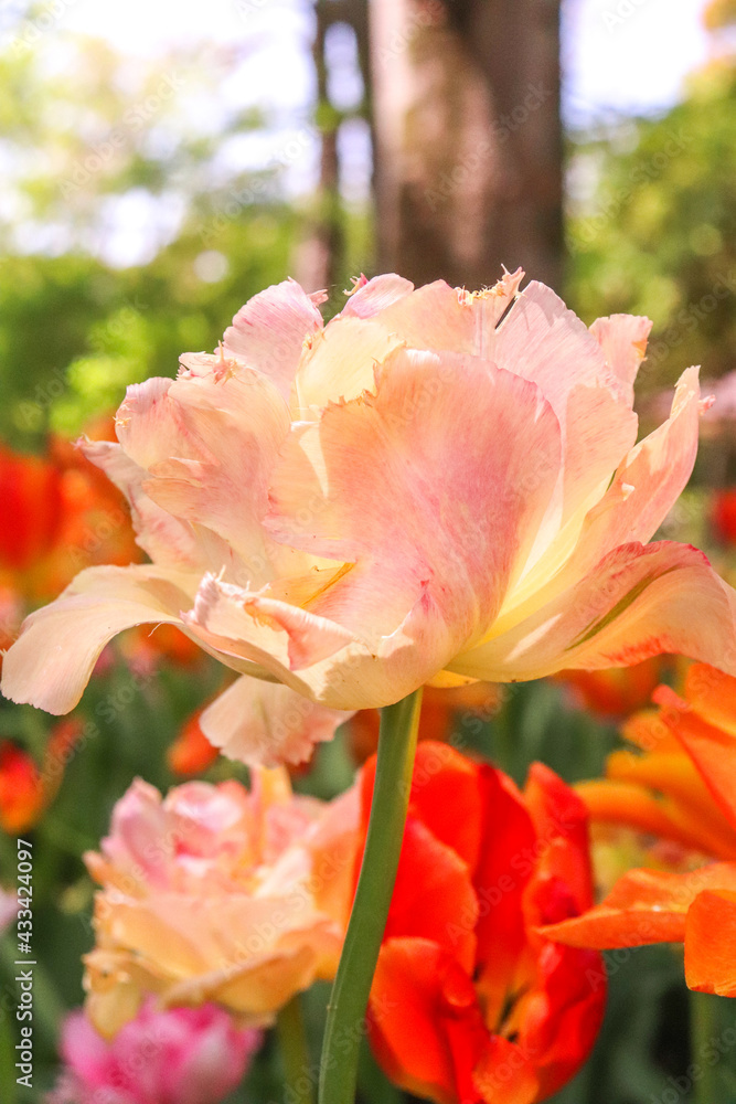 ガーデン チューリップ 春 ピンク 明るい オレンジ 花びら 美しい きれい 可憐 鮮やか 綺麗