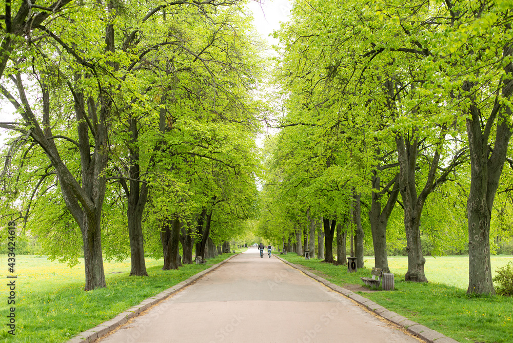 The Road In A Green Arch Of Trees. summer park and beautiful nature