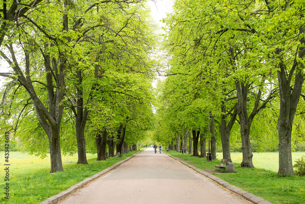 The Road In A Green Arch Of Trees. summer park and beautiful nature The Road In A Green Arch Of Trees. summer park and beautiful nature