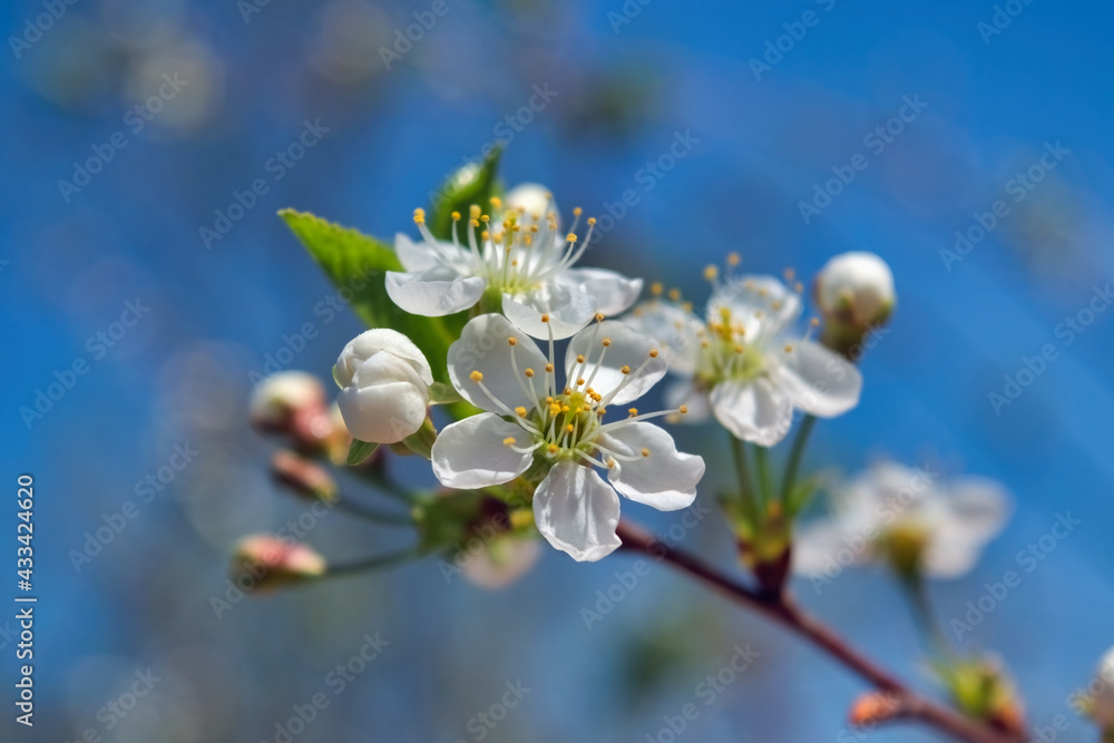 Obraz premium Blossoming cherry branch on a blurred background. Beautiful white cherry blossoms blooming on branch close up.