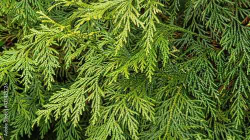 Evergreen leaves on branch of Thujopsis dolabrata, also called hiba, false arborvitae, or hiba arborvitae in "Southern Cultures" Arboretum. Close-up. Selective focus. Spring. Sirius (Adler) Sochi.