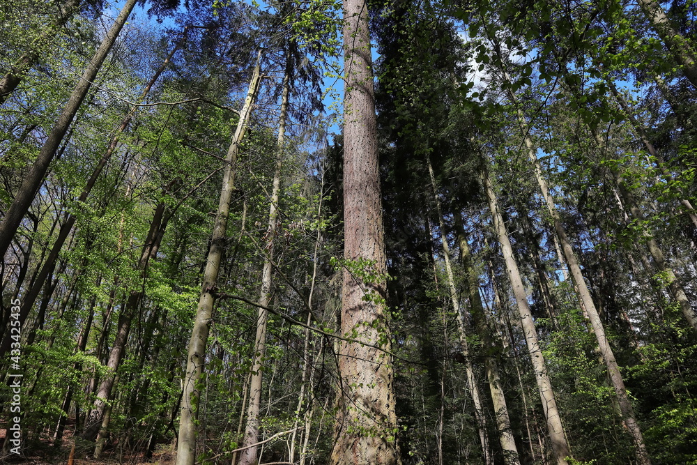 Fototapeta premium Wald, Mystik, Zauber, Bäume, Frühling, Heilung