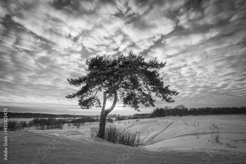 Pine tree silhouette at winter sunset in black and white