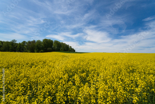 a Field of bright yellow rapeseed in springtime