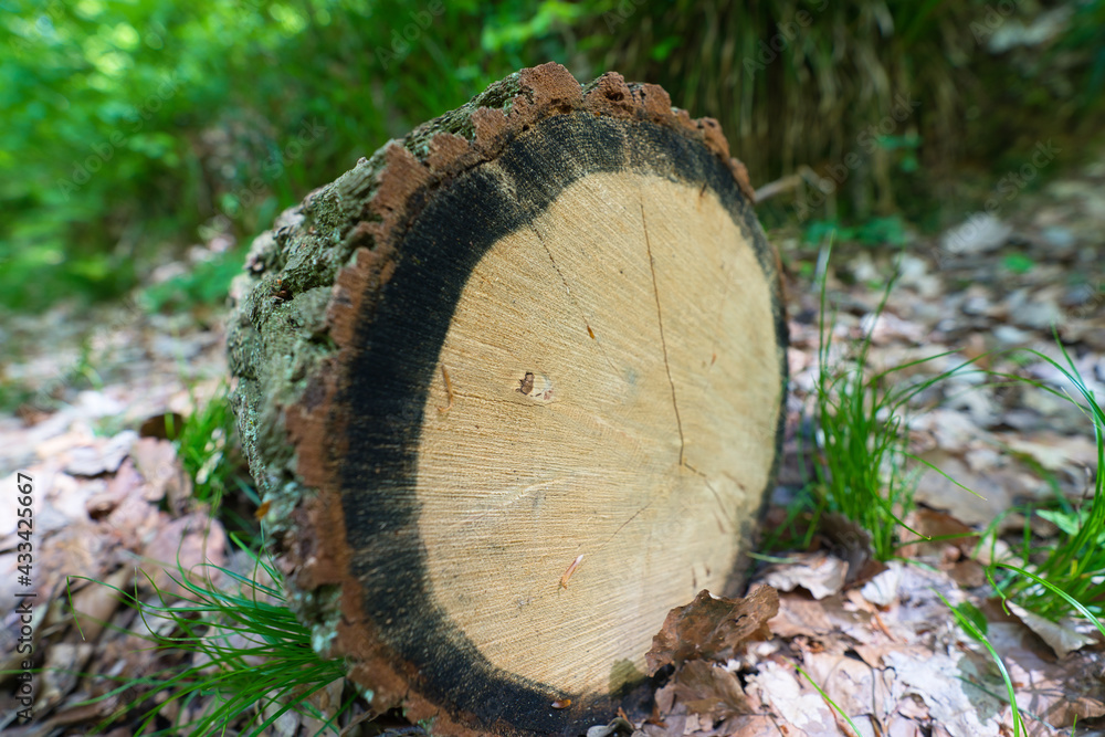 a freshly sawn tree trunk in close-up at the edge of the forest a freshly sawn tree trunk in close-up at the edge of the forest