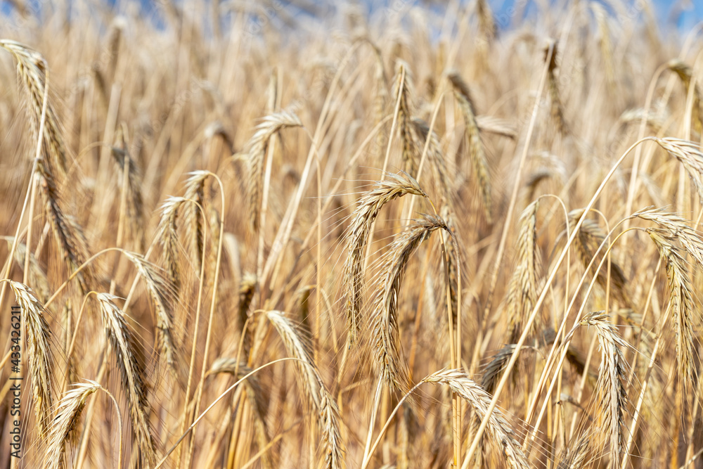 Close-up texture pattern view of ripe golden organic wheat stalk field landscape on bright sunny summer day. Cereal crop harvest growth background. Agricultural agribuisness business concept Close-up texture pattern view of ripe golden organic wheat stalk field landscape on bright sunny summer day. Cereal crop harvest growth background. Agricultural agribuisness business concept