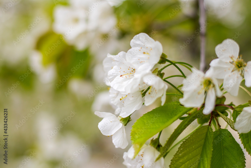 Cherry blossom in spring for background. Selective focus.