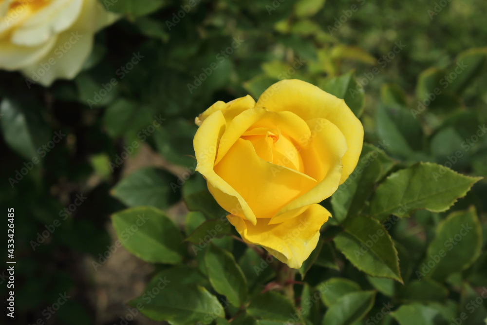 Detail of a yellow rose seen from above Detail of a yellow rose seen from above