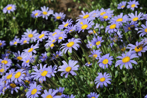 Detail of a violet felicia amelloides plant or blue daisy bush photo