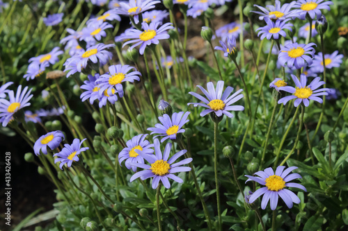 Detail of a violet felicia amelloides plant or blue daisy bush © Marta Pujolràs