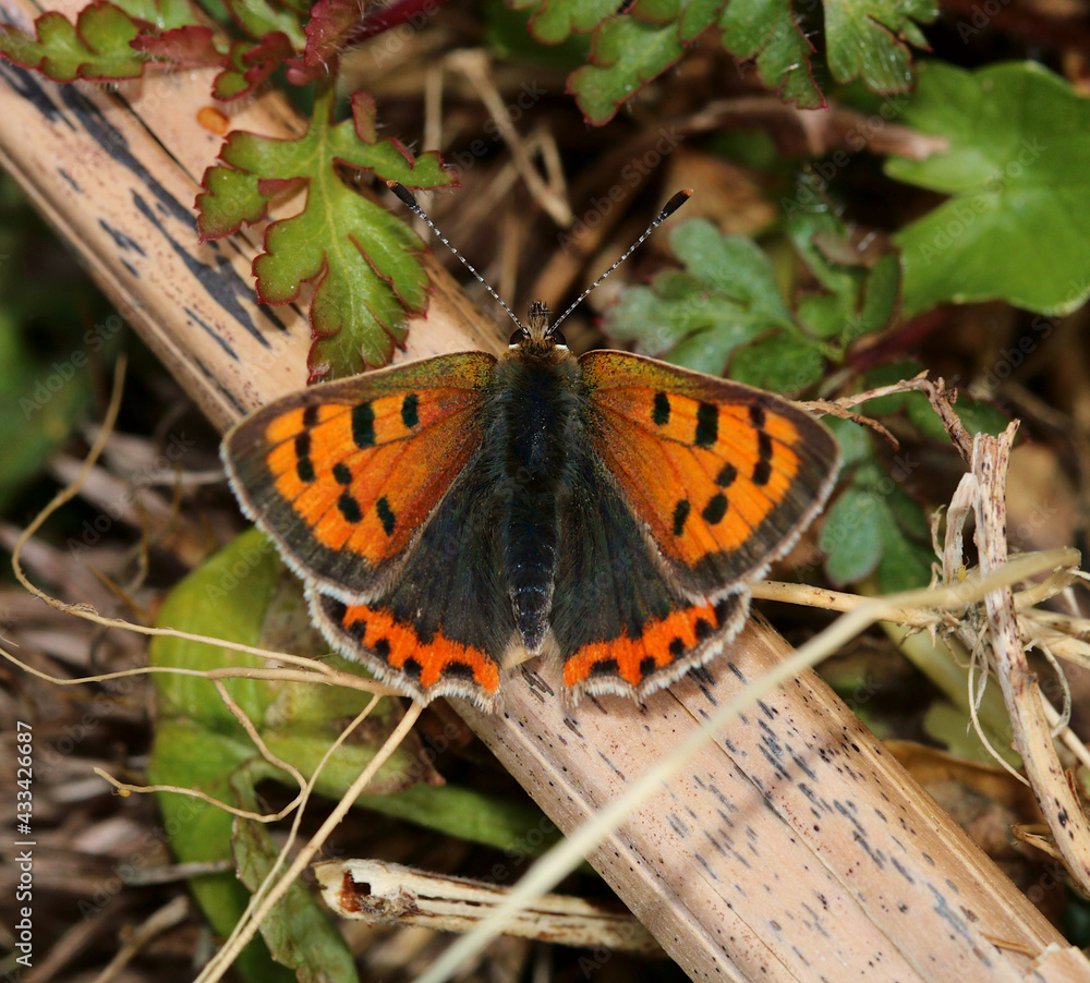 Close up of a Small Copper Butterfly resting on a twig. Scientific name Lycaena phlaeas. Close up of a Small Copper Butterfly resting on a twig. Scientific name Lycaena phlaeas.