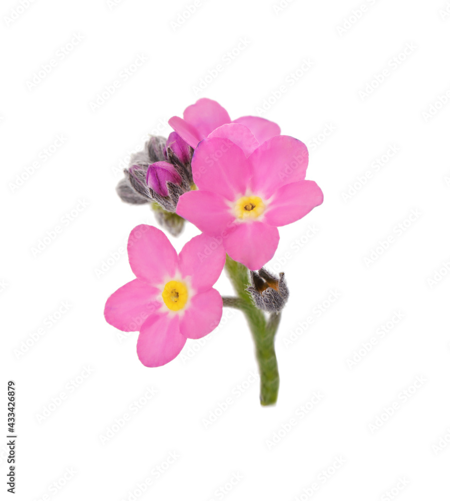Delicate pink Forget-me-not flowers on white background