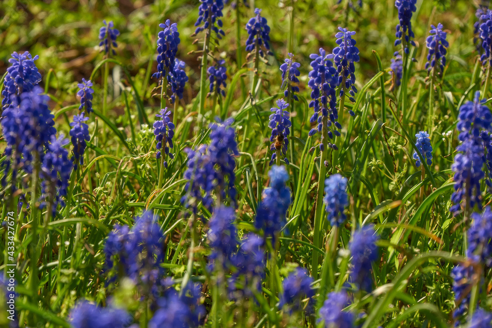 lavender flowers in the garden lavender flowers in the garden
