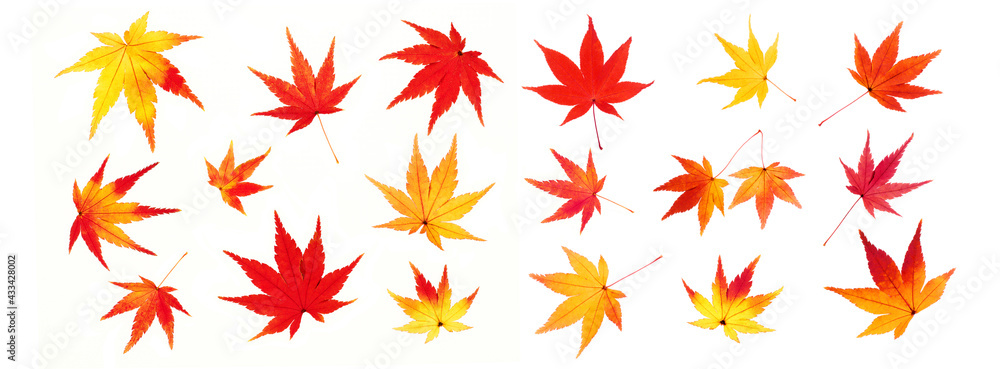 秋の紅葉 パノラマ 白い背景 秋の紅葉 パノラマ 白い背景
