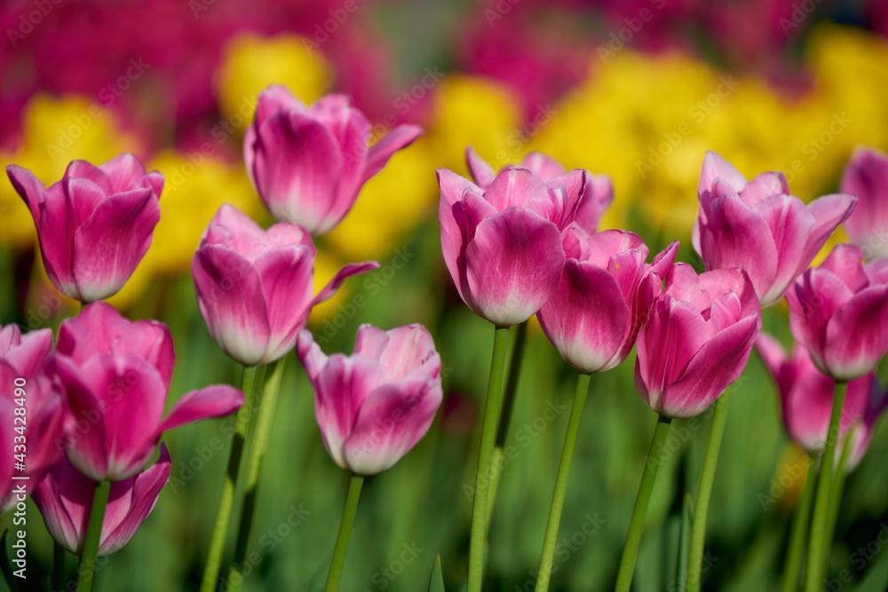 Fototapeta premium pink tulips in the garden