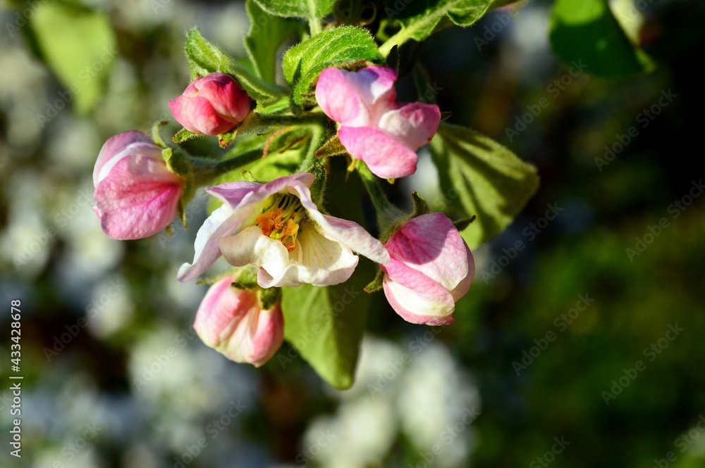 Blooming apple tree branch against ground sprinkled with petals beautiful springtime background. Freshness, ecology and joyful moment ideas. Blooming apple tree branch against ground sprinkled with petals beautiful springtime background. Freshness, ecology and joyful moment ideas.