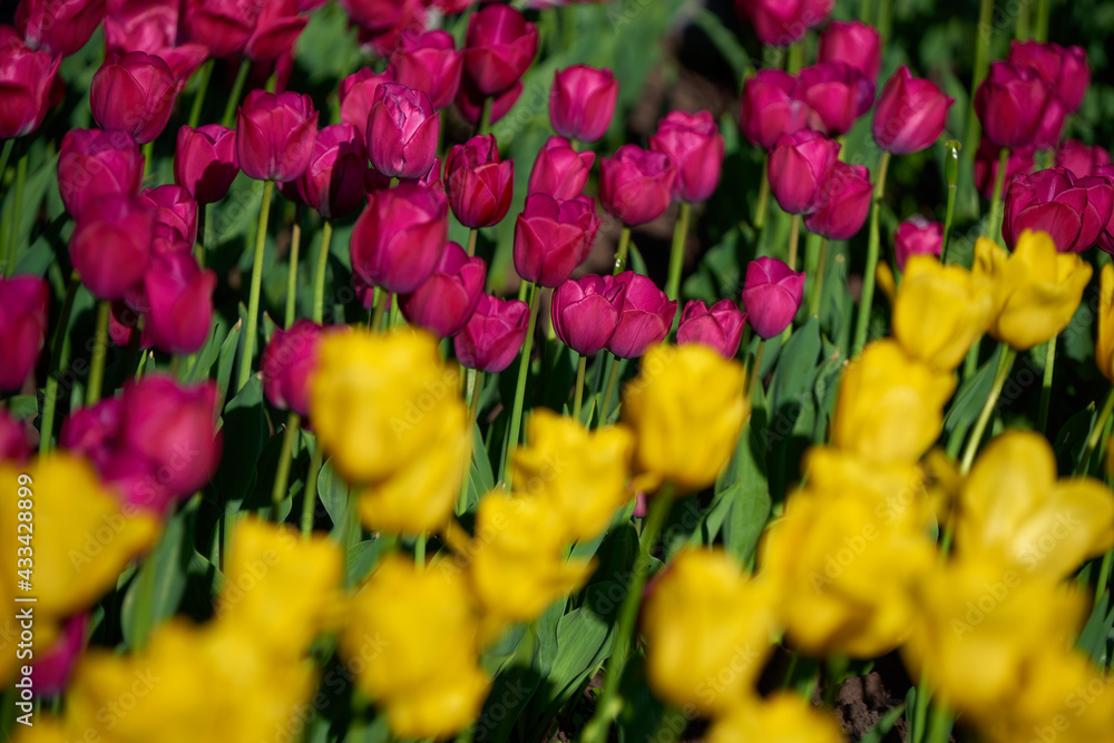 Obraz premium red and yellow tulips