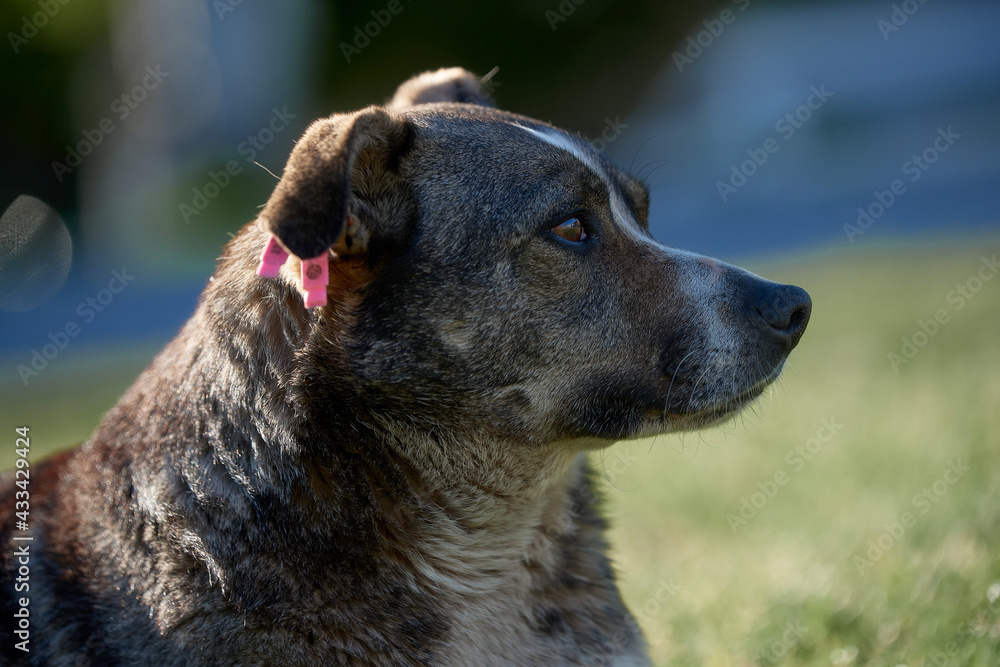 portrait of a dog