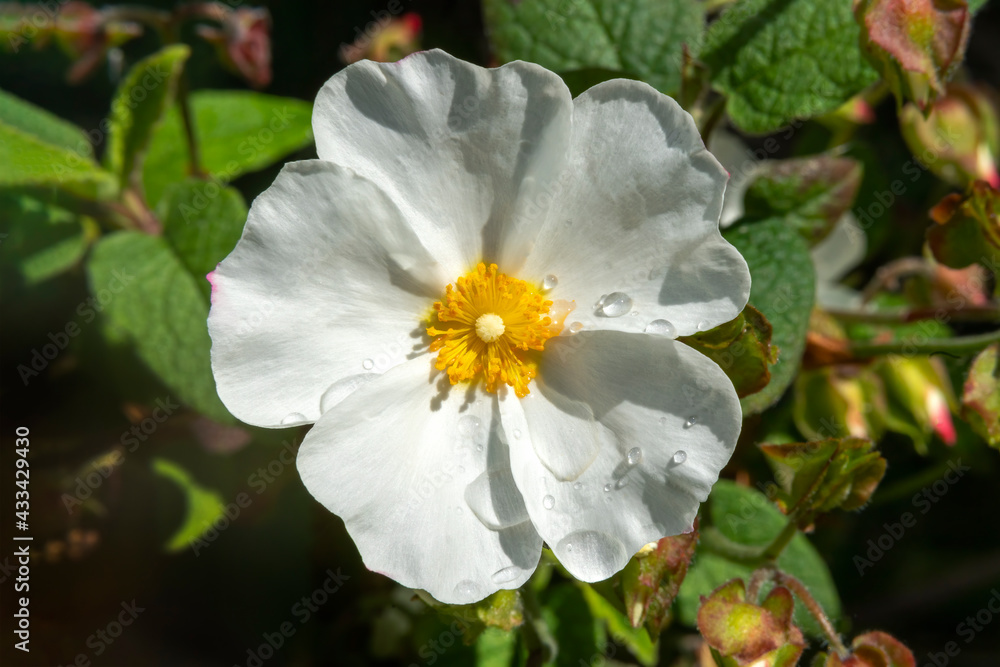 Cystus x corbariensis a spring flowering shrub plant with a white springtime flower commonly known as rock rose, stock photo image Cystus x corbariensis a spring flowering shrub plant with a white springtime flower commonly known as rock rose, stock photo image