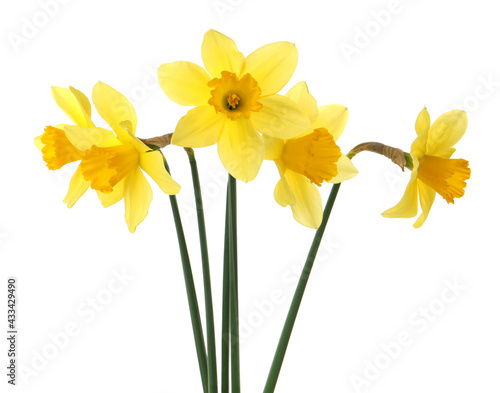 Wallpaper Mural Beautiful blooming yellow daffodils on white background Torontodigital.ca