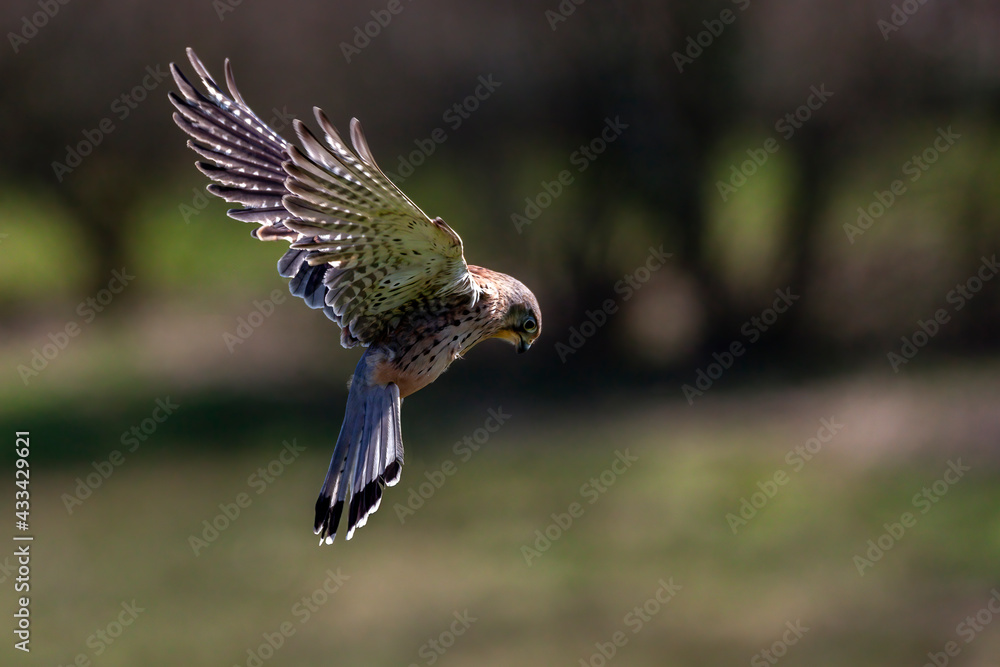 Kestrel (Falco tinnunculus) bird of prey hovering in flight with copy space, stock photo image Kestrel (Falco tinnunculus) bird of prey hovering in flight with copy space, stock photo image
