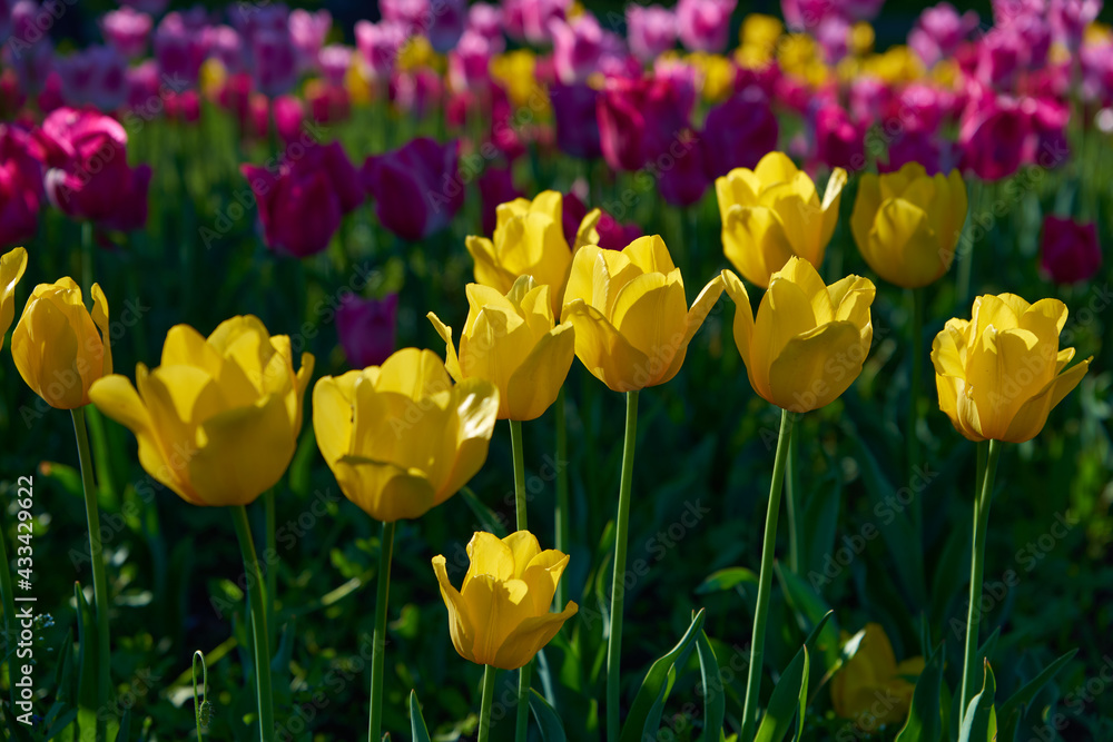 Fototapeta premium field of tulips
