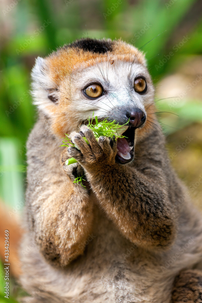 Fototapeta premium Crowned Lemur (Eulemur coronatus) a primate found in the Madagascar jungle rainforest, stock photo image