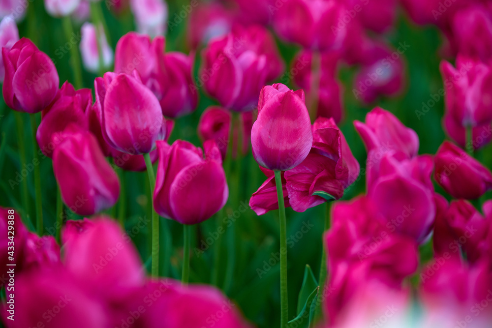 field of tulips