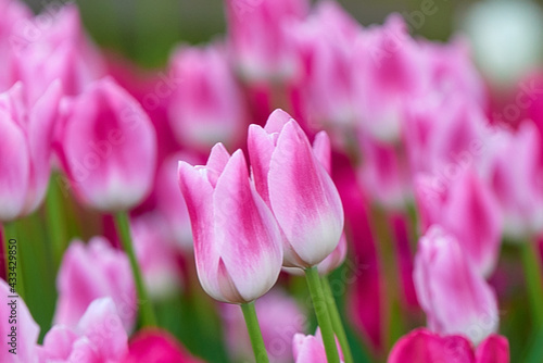 pink and white tulips