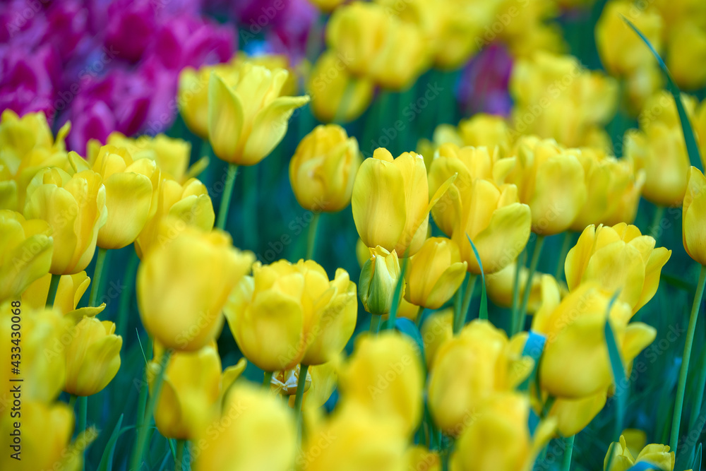 field of tulips