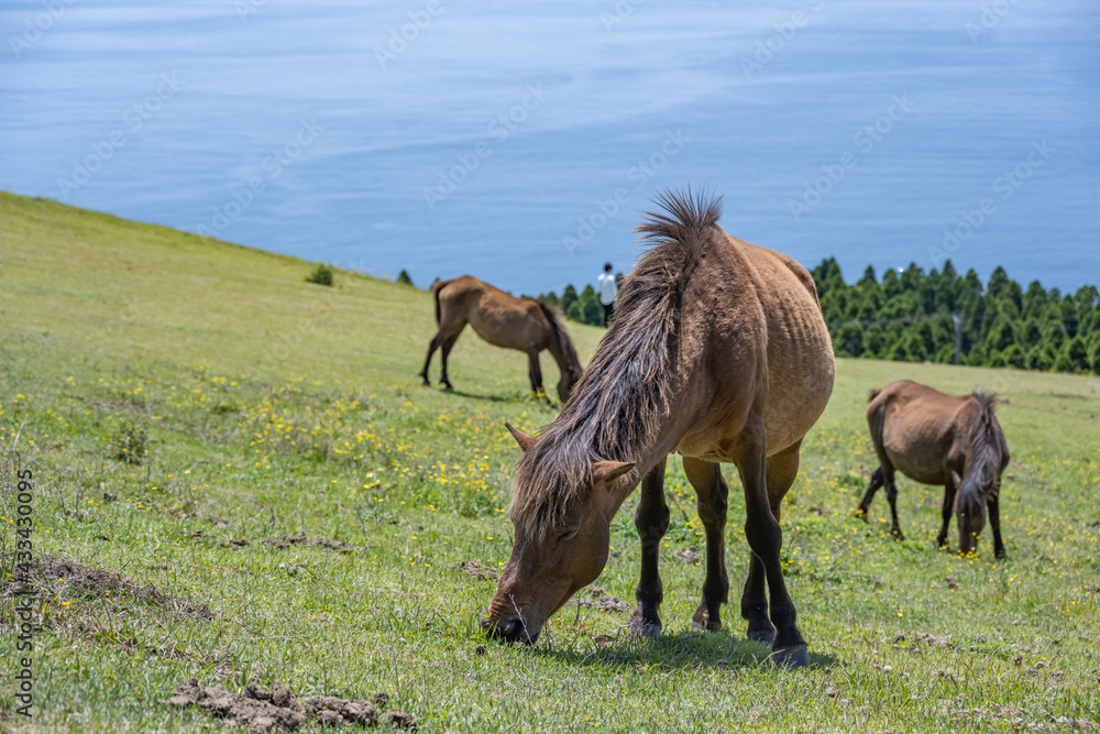 Fototapeta premium 都井岬 - 小松ヶ丘 - 御崎馬