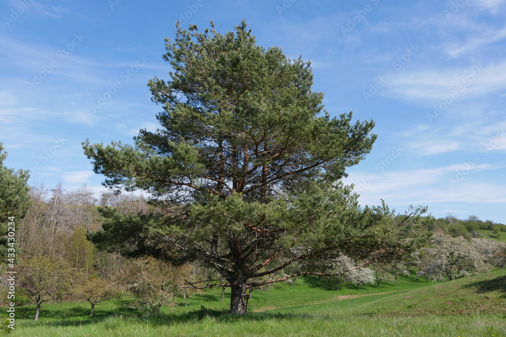 Kiefer blühende Landschaft Frühling Hohe Schrecke