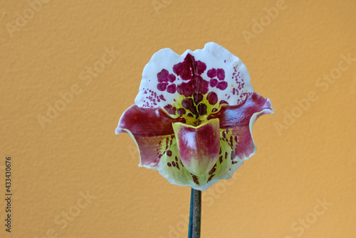 Blühende Frauenschuh-Orchidee (Paphiopedilum) photo