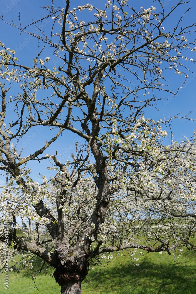 Knorriger alter Kirchbaum in der Blüte
