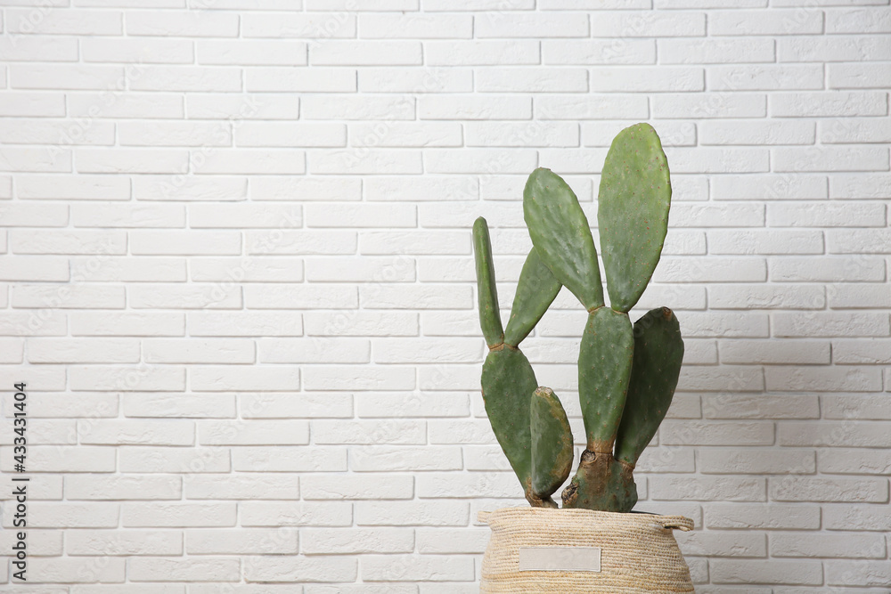 Beautiful potted cactus near white brick wall, space for text. Interior design Beautiful potted cactus near white brick wall, space for text. Interior design