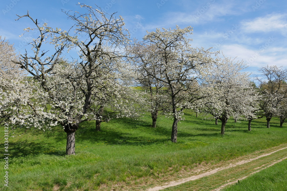 Blühende Kirschbäume Streuobswiese am Wanderweg Blühende Kirschbäume Streuobswiese am Wanderweg