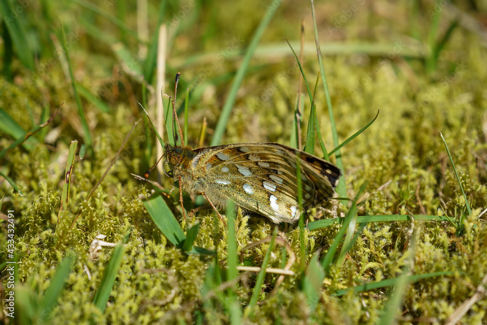 Dark green fritillary Speyeria aglaja is a species of butterfly in the family Nymphalidae Dark green fritillary Speyeria aglaja is a species of butterfly in the family Nymphalidae