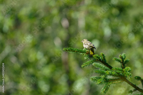 Eurasian Siskin - Spinus spinus sitting on the tree, small passerine bird in the finch family © Arild