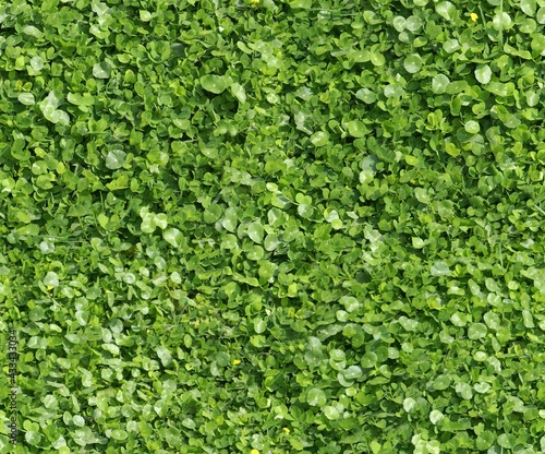 seamless green plant background