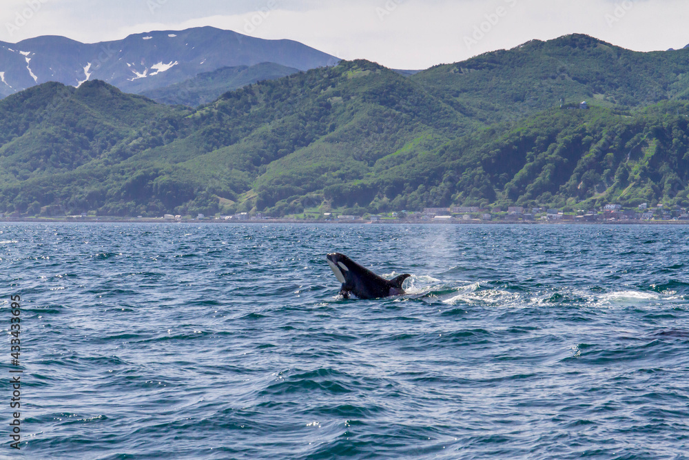 Fototapeta premium 【北海道】知床の海に回遊する野生のシャチ（北海道羅臼沖）