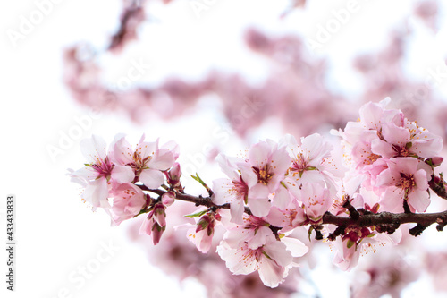 Delicate spring pink cherry blossoms on tree outdoors  closeup