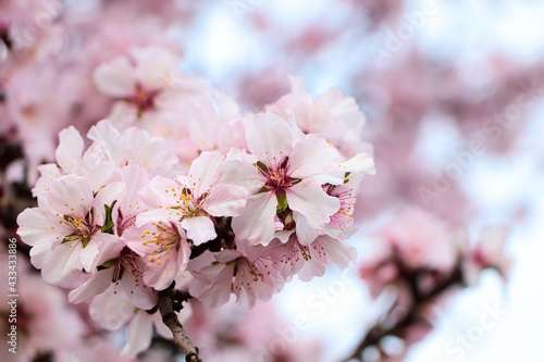 Delicate spring pink cherry blossoms on tree outdoors  closeup