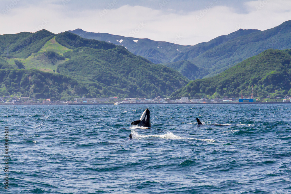 Obraz premium 【北海道】知床の海に回遊する野生のシャチ（北海道羅臼沖）