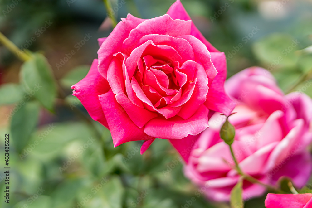 Pink roses in the flower garden Pink roses in the flower garden