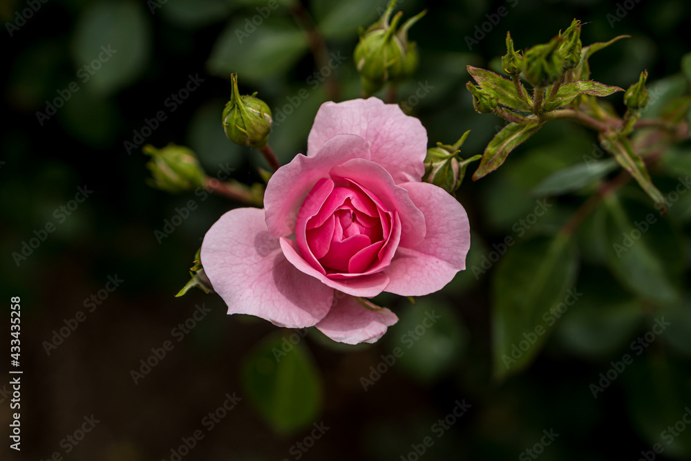 Pink rose in the flower garden