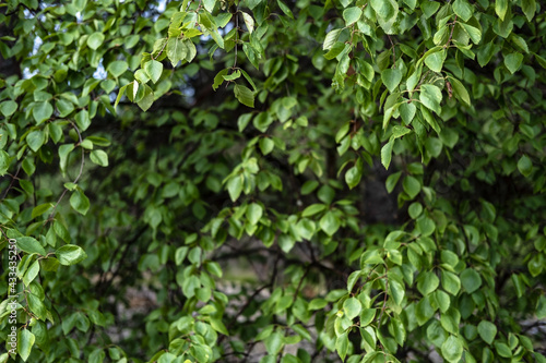 Wallpaper Mural Hedge. Fence made of plants with green leaves in the courtyard of a provincial town. Close-up.  Torontodigital.ca